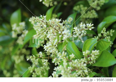 初夏に咲く、白い小さなネズミモチの花 95053884