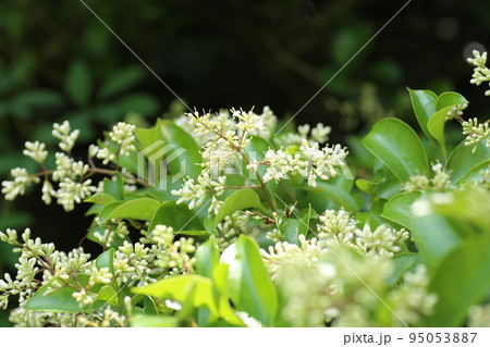 初夏に咲く、白い小さなネズミモチの花 95053887