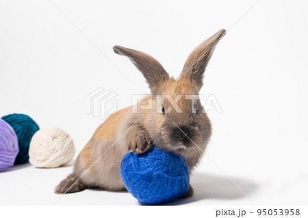 A little funny rabbit plays with a tangle of yarn for knitting. Funny photo A little funny rabbit plays with a tangle of yarn for knitting. Funny photo 95053958