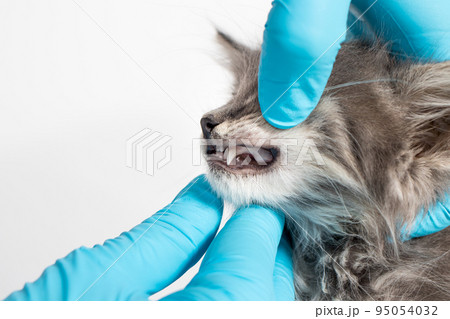 Examination of milk teeth in a 1 or 2 month old kitten. Dentistry for cats, place for text 95054032
