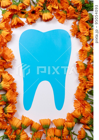 Greeting card for dentistry. Blue tooth and calendula flowers frame with place for text for World dentist day Greeting card for dentistry. Blue tooth and calendula flowers frame with place for text for World dentist day 95054093