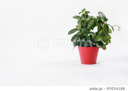 Houseplant jasmine stephanotis does not bloom in a red flower pot on a white background isolate with place for text. 95054188