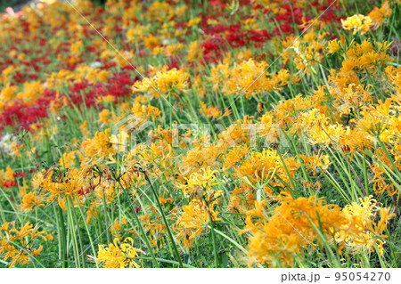 愛知県高浜市高取地区　稗田川岸土手の色とりどりのリコリス、彼岸花（曼殊沙華） 95054270