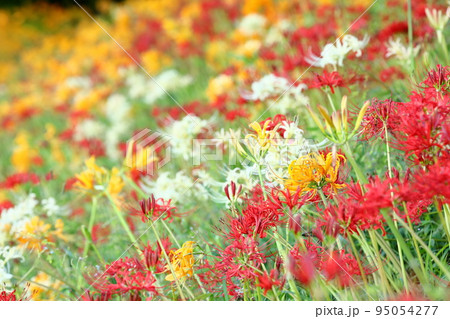 愛知県高浜市高取地区 稗田川岸土手の色とりどりのリコリス、彼岸花(曼殊沙華) 愛知県高浜市高取地区 稗田川岸土手の色とりどりのリコリス、彼岸花(曼殊沙華) 95054277