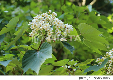 初夏に咲く、白い小さなアブラギリの花 95054665