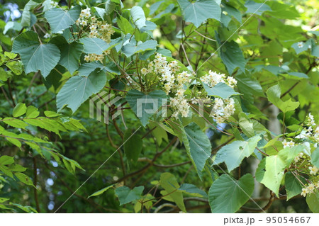 初夏に咲く、白い小さなアブラギリの花 95054667