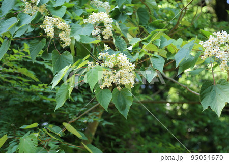 初夏に咲く、白い小さなアブラギリの花 95054670