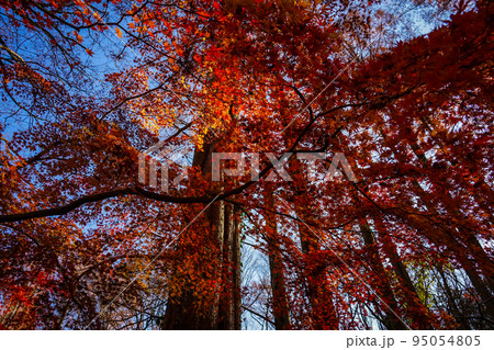 赤く染まったメタセコイア林の紅葉 生田緑地（神奈川県川崎市） 95054805