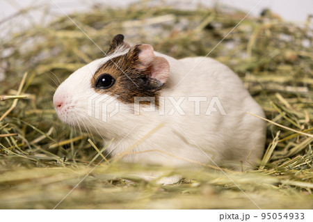 A cute little guinea pig sits in a pile of hay made of meadow grasses. 95054933