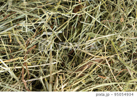 Hay from ecologically clean meadow grasses for feeding guinea pigs, hamsters and other rodents. Hay from ecologically clean meadow grasses for feeding guinea pigs, hamsters and other rodents. 95054934