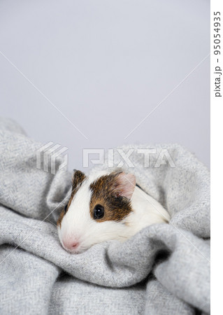 A small white guinea pig in a soft gray blanket. Comfort and care for pets rodents 95054935