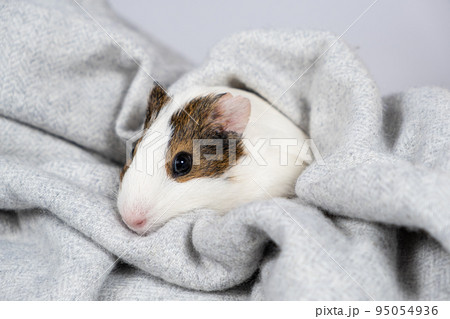 A small white guinea pig in a soft gray blanket. Comfort and care for pets rodents 95054936