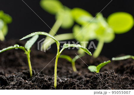 Growing peppers from seeds. Step 5 - the sprout has grown. 95055007