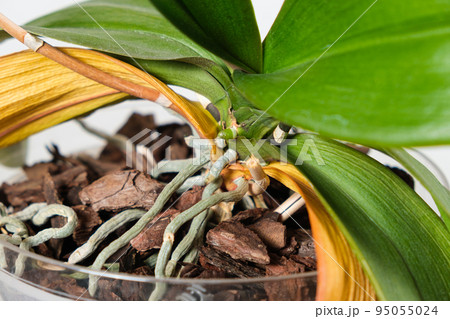 Dried orchid roots and yellowed leaves, on a white background Dried orchid roots and yellowed leaves, on a white background 95055024