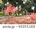 彼岸花 95055169