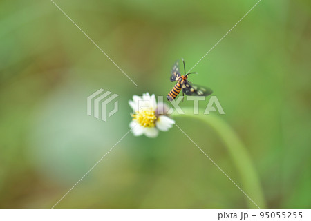 花から飛び立つキハダカノコ001 花から飛び立つキハダカノコ001 95055255