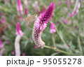セセリチョウ 95055278