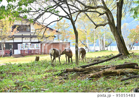 野生の鹿ファミリー 栃木県日光市湯本 湯ノ湖 湖畔ひろば 野生の鹿ファミリー 栃木県日光市湯本 湯ノ湖 湖畔ひろば 95055483
