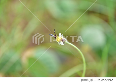 花の蜜を吸うキハダカノコ001 花の蜜を吸うキハダカノコ001 95055492