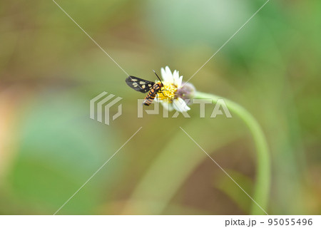 花の蜜を吸うキハダカノコ002 95055496