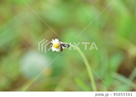 花の蜜を吸うキハダカノコ004 花の蜜を吸うキハダカノコ004 95055501