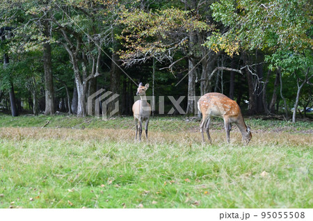 野生の鹿のファミリー　栃木県日光市湯本　湯ノ湖　湖畔ひろば 95055508