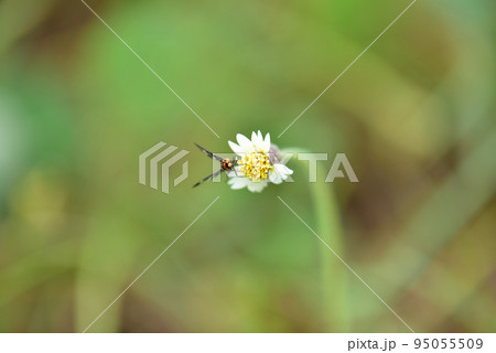 花の蜜を吸うキハダカノコ008 花の蜜を吸うキハダカノコ008 95055509