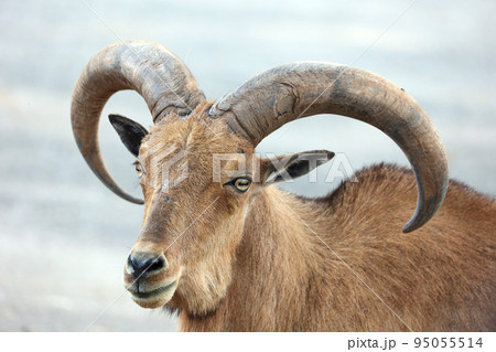 立派な角があるバーバリーシープ 立派な角があるバーバリーシープ 95055514