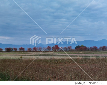 刈り取り間近の蕎麦畑と稲刈りの終わった田んぼの夕暮れ 95055658