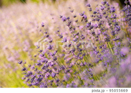 field lavender morning summer blur background. spring lavender background. flower background. shallow depth of field 95055669