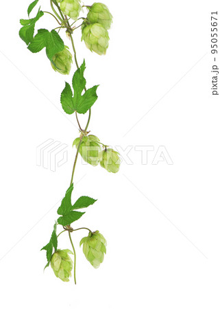 composition of hops isolated on a white background 95055671