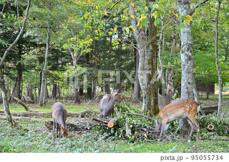 食事中の野生の鹿のファミリー　栃木県日光市湯本　湯ノ湖　湖畔ひろば 95055734