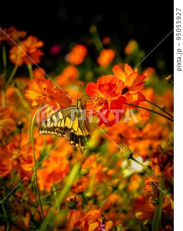 コスモスとアゲハ蝶  95055927