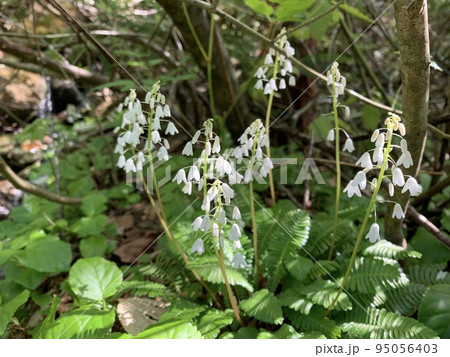 早池峰山に咲くオサバグサ 95056403