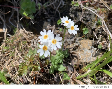 早池峰山に咲くヒメコザクラ 95056404
