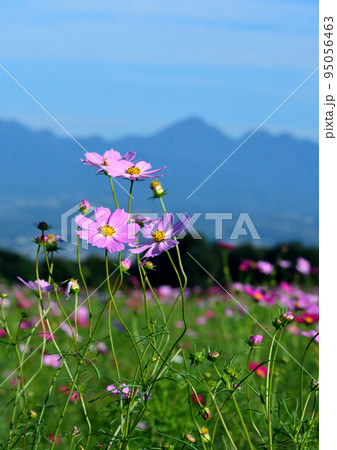 『鼻高展望花の丘』の秋桜と榛名山 95056463