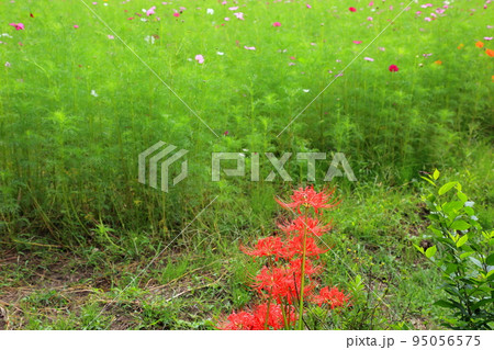 岐阜清流里山公園散策・74（岐阜県美濃加茂市） 95056575
