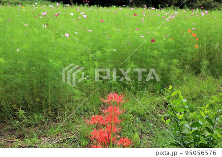 岐阜清流里山公園散策・75（岐阜県美濃加茂市） 95056576