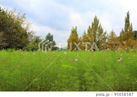 岐阜清流里山公園散策・86（岐阜県美濃加茂市） 95056587