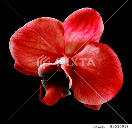Watercolor red flower on black isolated background with clipping path. For design. Closeup. Nature. Watercolor red flower on black isolated background with clipping path. For design. Closeup. Nature. 95056913
