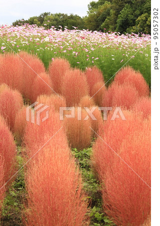 コキア　万博記念公園　大阪府吹田市　秋　四季　大阪関西万博　赤色　10月 95057302