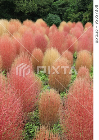 コキア　万博記念公園　大阪府吹田市　秋　四季　大阪関西万博　赤色　10月 95057308