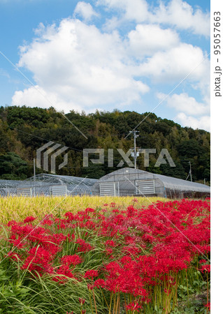 稲刈り前の田園風景(彼岸花) 稲刈り前の田園風景(彼岸花) 95057663