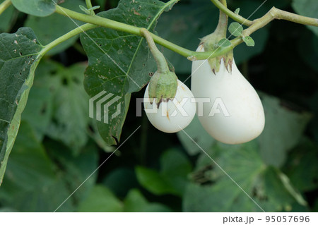 秋の白ナス 95057696