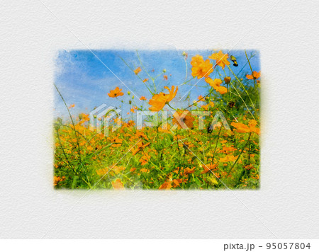 青空に伸びる花畑、コスモス畑、オレンジ色のコスモス、キバナコスモス、 青空に伸びる花畑、コスモス畑、オレンジ色のコスモス、キバナコスモス、 95057804