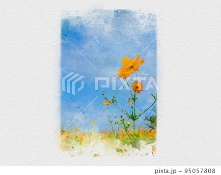 青空に伸びる花畑、コスモス畑、オレンジ色のコスモス、キバナコスモス、 95057808