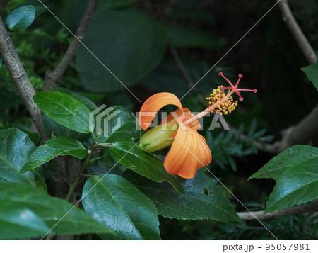 ヒビスクス ・セントジョニアヌス  Hisiscus saintjohnianus ヒビスクス ・セントジョニアヌス  Hisiscus saintjohnianus 95057981