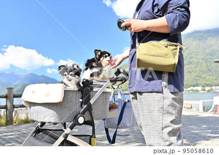 仲良しチワワの旅行 栃木県日光市 中禅寺湖 仲良しチワワの旅行 栃木県日光市 中禅寺湖 95058610