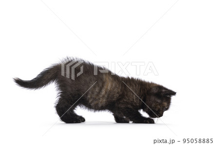 British Shorthair cat kitten on white background 95058885