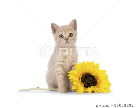 British Shorthair cat on white background British Shorthair cat on white background 95058905